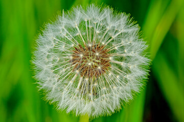 Dandelion seed head © Nature Photo
