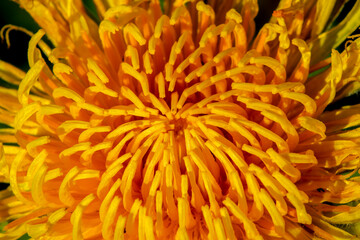 Morning sun on a Dandelion flower © Nature Photo