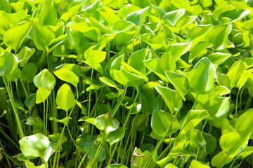 Dense cluster of water hyacinth plants floating on the water surface.