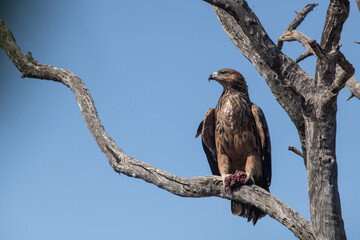 A Tawny Eagle on a branch in Botswana