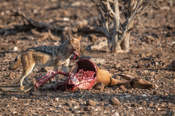A wild jackal eating its kill