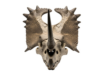 Obraz premium Detailed view of a dinosaur skull, showcasing intricate details and textures, set against a stark black backdrop.