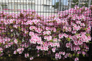 Pink azaleas bloom beautifully along a fence in Tokyo. Japan
