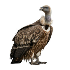 Obraz premium Majestic vulture portrait against a dark background, showcasing detailed feathers and intense gaze for visual storytelling and wildlife projects