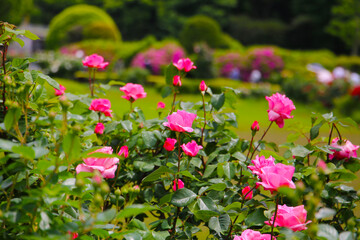 Beautiful pink roses blooming in a Japanese public garden.