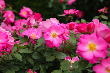 Beautiful roses blooming in a Japanese public garden.