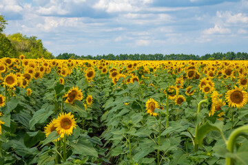Obraz premium A large beautiful field of sunflowers on a clear day against a background of clouds