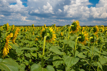 A large beautiful field of sunflowers on a clear day against a background of clouds