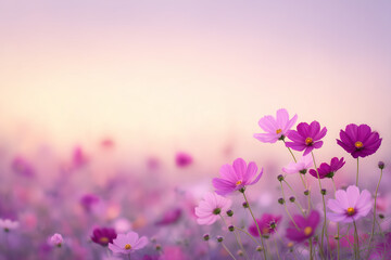 柔らかな光に包まれたピンクのコスモス畑