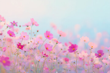 柔らかな光に包まれたピンクのコスモス畑