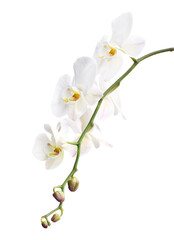 Obraz premium White Phalaenopsis Orchid, Moth Orchids isolated on white background, with clipping path 