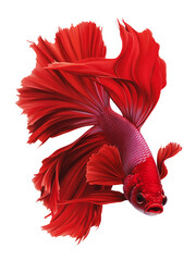 Vibrant Red Siamese Fighting Fish in Motion