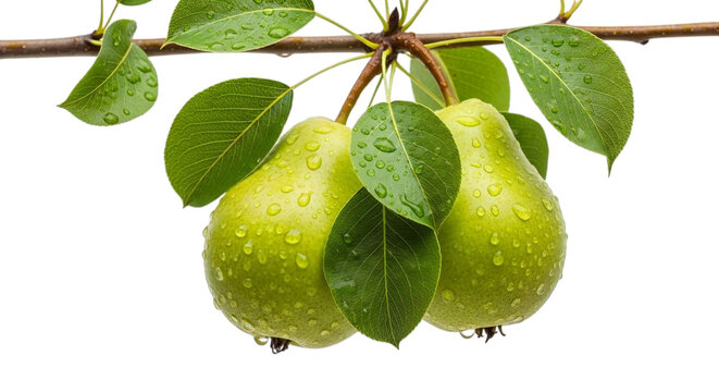 Fresh juicy pears hanging on a branch with glistening water droplets, perfect for promoting healthy eating or organic produce concepts