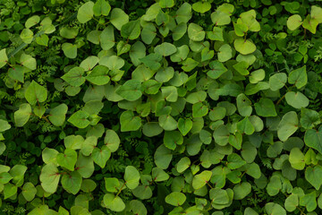 Close-up macro shot of fresh green buckwheat leaves (Fagopyrum esculentum) with heart-shaped...