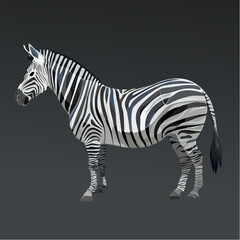 Fototapeta premium Vector Image: Abstract Isolated Black and White Striped Zebra Portrait on Black Background 24