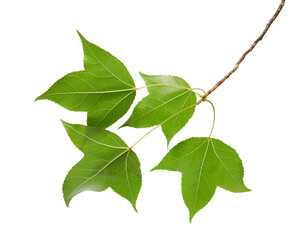 Obraz premium Acer foliage, Colorful maple leaves, isolated on white background with clipping path