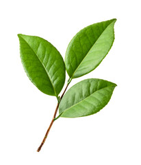 Fototapeta premium Green leaves, Small green foliage on twig isolated on white background with clipping path 