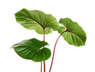 Homalomena foliage, Green leaf with red petioles isolated on white background, with clipping path © DEWINs