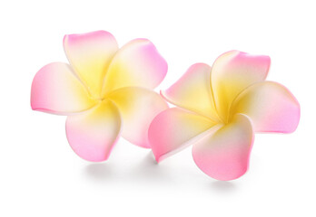 Beautiful pink plumeria flowers on white background