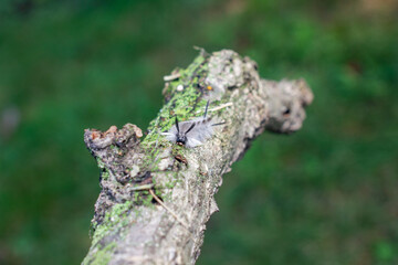 white wooly caterpillar