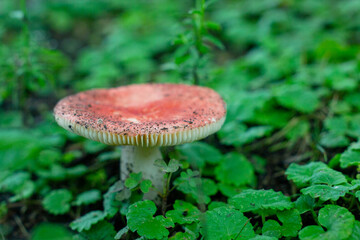 red mushroom in a field
