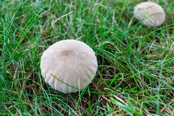 white mushroom in the grass