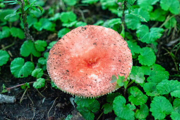 red mushroom in a field