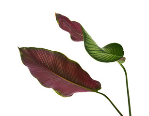 Calathea ornata (Pin-stripe Calathea) leaves, Tropical foliage isolated on white background, with clipping path  © DEWINs