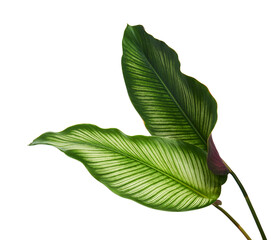 Calathea ornata (Pin-stripe Calathea) leaves, Tropical foliage isolated on white background, with clipping path	