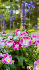 Obraz premium Pink torenias in the background of blue salvia in a large park