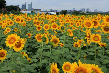 日本　埼玉のひまわり