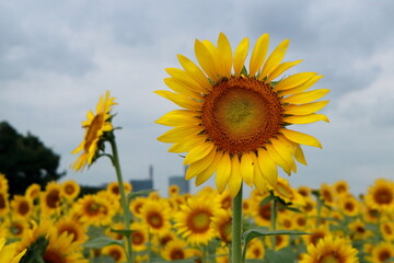 日本　埼玉のひまわり