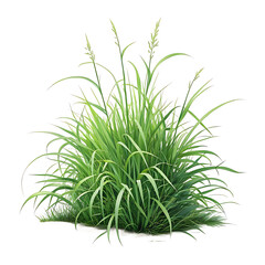 Fototapeta premium Vibrant Green Ornamental Grass Lush Foliage for Landscaping Design transparent PNG illustration