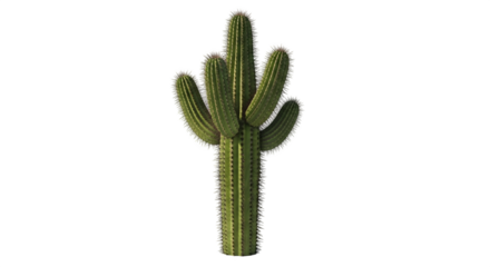 A single green cactus plant isolated on transparent background, showcasing its botanical details and sharp spines in a natural and decorative style