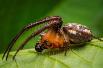 Macrophotography of a Furrow Orb Spider (Larinioides cornutus) on a green leaf in nature.