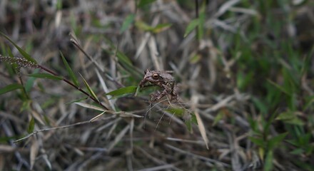 Wild Amphibian Frog in Lush Jungle Habitat