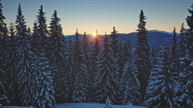 Aerial view of a beautiful winter wonderland in the mountains at sunset with snow covered pine trees and sun shining through branches creating magical atmosphere. Winter wild nature travel background