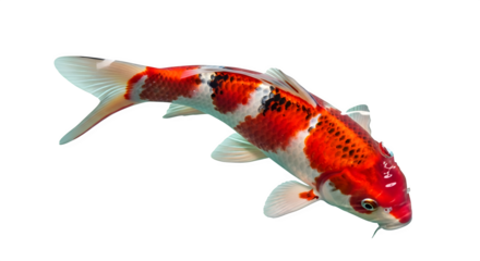 Vibrant koi fish swimming gracefully with red and white patterns