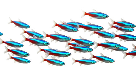 Fototapeta premium School of neon tetra fish swimming together in a dark aquarium environment shot