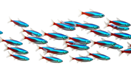 School of neon tetra fish swimming together in a dark aquarium environment shot