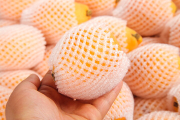 Premium Sichuan Loquat Fruits in Protective Foam Packaging from Panzhihua Five-Star Peak Region