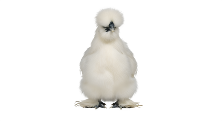 Fluffy white silkie chicken stands against a stark 80