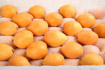 Fresh Sichuan Loquat Fruits in White Protective Netting Ready for Distribution