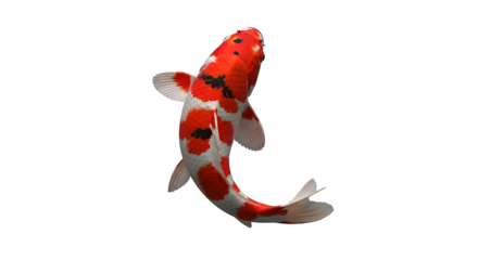 Elegant kohaku koi fish swimming gracefully in a dark pond top down view