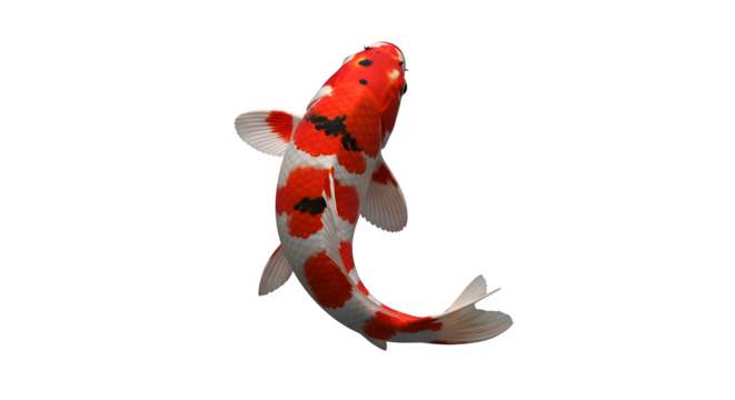 Elegant kohaku koi fish swimming gracefully in a dark pond top down view