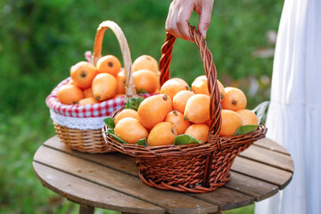 Fresh Loquat Fruit Harvest in Wicker Baskets on Wooden Table Outdoors