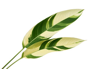 Fototapeta premium Heliconia variegated foliage, Exotic tropical leaf isolated on white background, with clipping path 