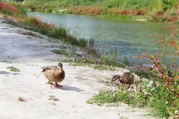 wild ducks on the sand among meadow flowers and grass on the shore of a beautiful green lake