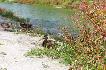 wild ducks on the sand among meadow flowers and grass on the shore of a beautiful green lake