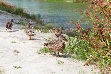 wild ducks on the sand among meadow flowers and grass on the shore of a beautiful green lake